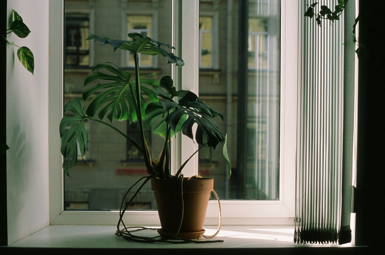 Houseplants That Survive a Humid House